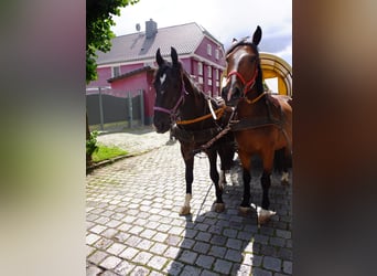 Schweres Warmblut, Wałach, 3 lat, 163 cm, Kara