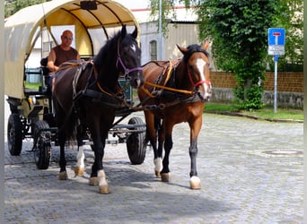 Schweres Warmblut, Wałach, 3 lat, 163 cm, Kara