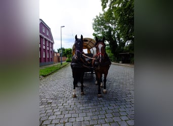 Schweres Warmblut, Wałach, 3 lat, 163 cm, Kara