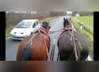 Schweres Warmblut, Wałach, 3 lat, 165 cm, Gniada