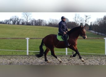 Schweres Warmblut Mix, Wałach, 3 lat, 165 cm, Gniada