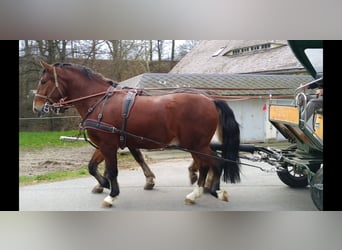 Schweres Warmblut, Wałach, 3 lat, 165 cm, Gniada