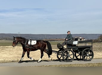 Schweres Warmblut, Wałach, 3 lat, 165 cm, Gniada