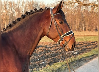 Schweres Warmblut, Wałach, 3 lat, 165 cm, Gniada