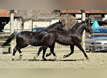 Schweres Warmblut, Wałach, 3 lat, 165 cm