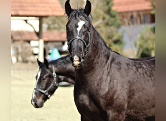Schweres Warmblut, Wałach, 3 lat, 165 cm