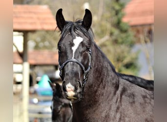 Schweres Warmblut, Wałach, 3 lat, 165 cm