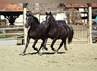 Schweres Warmblut, Wałach, 3 lat, 165 cm