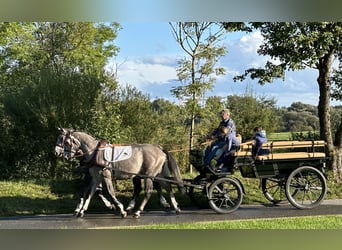 Schweres Warmblut, Wałach, 3 lat, 165 cm, Siwa