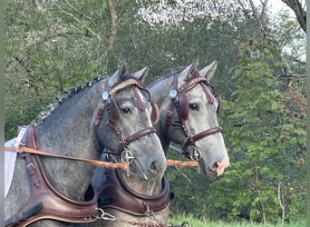 Schweres Warmblut, Wałach, 3 lat, 165 cm, Siwa