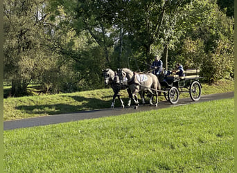 Schweres Warmblut, Wałach, 3 lat, 165 cm, Siwa