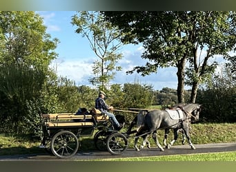 Schweres Warmblut, Wałach, 3 lat, 165 cm, Siwa