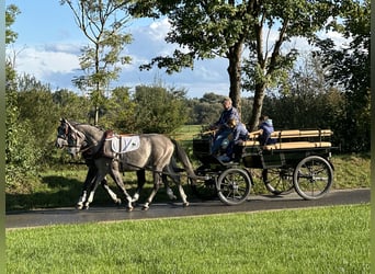 Schweres Warmblut, Wałach, 3 lat, 165 cm, Siwa