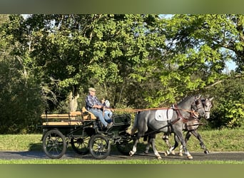 Schweres Warmblut, Wałach, 3 lat, 165 cm, Siwa