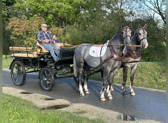 Schweres Warmblut, Wałach, 3 lat, 165 cm, Siwa