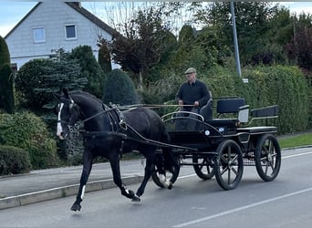 Schweres Warmblut, Wałach, 3 lat, 166 cm, Kara