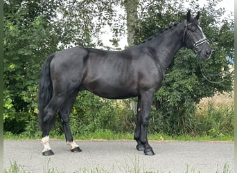 Schweres Warmblut, Wałach, 3 lat, 167 cm, Kara