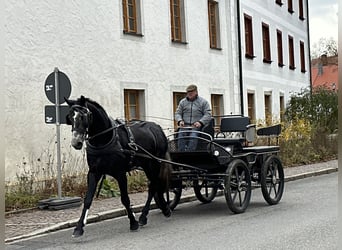 Schweres Warmblut, Wałach, 3 lat, 167 cm, Karosiwa