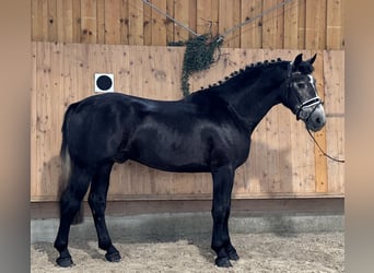 Schweres Warmblut, Wałach, 3 lat, 167 cm, Karosiwa