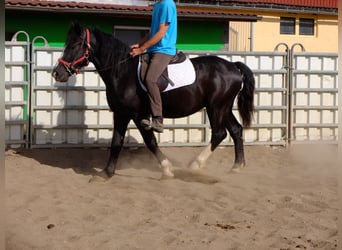 Schweres Warmblut Mix, Wałach, 4 lat, 155 cm, Kara