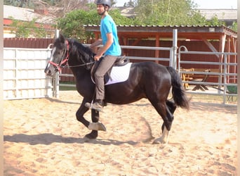 Schweres Warmblut Mix, Wałach, 4 lat, 155 cm, Kara