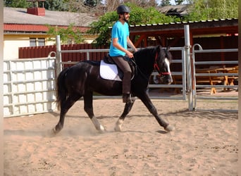 Schweres Warmblut Mix, Wałach, 4 lat, 155 cm, Kara