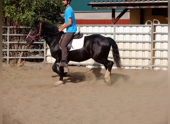 Schweres Warmblut Mix, Wałach, 4 lat, 155 cm, Kara