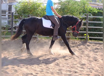 Schweres Warmblut Mix, Wałach, 4 lat, 155 cm, Kara