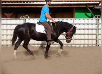 Schweres Warmblut Mix, Wałach, 4 lat, 155 cm, Kara