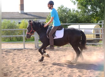 Schweres Warmblut Mix, Wałach, 4 lat, 155 cm, Kara