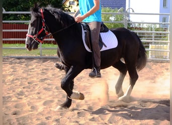 Schweres Warmblut Mix, Wałach, 4 lat, 155 cm, Kara
