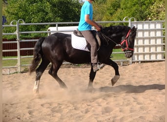 Schweres Warmblut Mix, Wałach, 4 lat, 155 cm, Kara