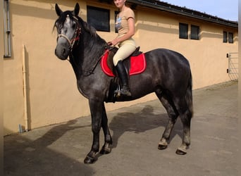 Schweres Warmblut, Wałach, 4 lat, 160 cm, Siwa jabłkowita
