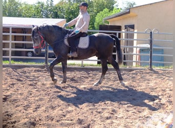 Schweres Warmblut, Wałach, 4 lat, 160 cm, Siwa jabłkowita