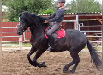 Schweres Warmblut, Wałach, 4 lat, 160 cm, Siwa jabłkowita