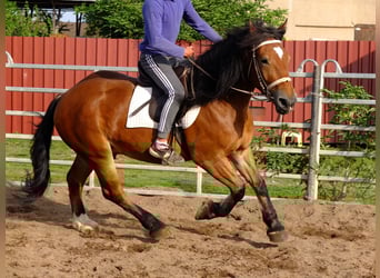 Schweres Warmblut, Wałach, 4 lat, 160 cm, Siwa jabłkowita
