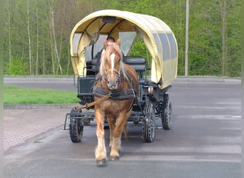 Schweres Warmblut, Wałach, 4 lat, 160 cm, Siwa jabłkowita
