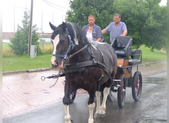 Schweres Warmblut, Wałach, 4 lat, 160 cm, Siwa jabłkowita