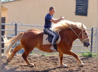 Schweres Warmblut, Wałach, 4 lat, 160 cm, Siwa jabłkowita