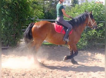 Schweres Warmblut, Wałach, 4 lat, 160 cm, Siwa jabłkowita