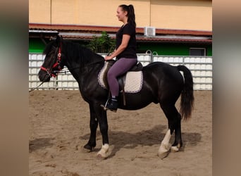 Schweres Warmblut, Wałach, 4 lat, 160 cm, Siwa jabłkowita