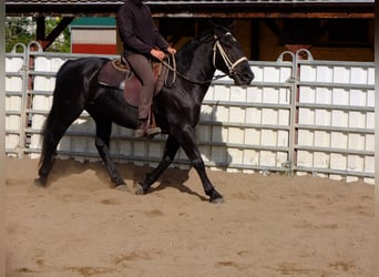 Schweres Warmblut, Wałach, 4 lat, 160 cm, Siwa jabłkowita