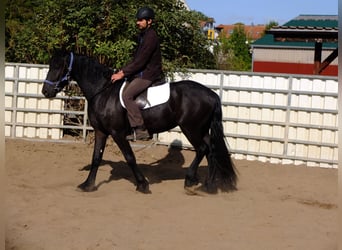 Schweres Warmblut, Wałach, 4 lat, 160 cm, Siwa jabłkowita