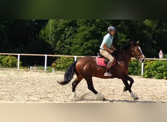 Schweres Warmblut, Wałach, 4 lat, 162 cm, Gniada