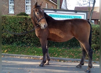 Schweres Warmblut, Wałach, 4 lat, 165 cm, Gniada