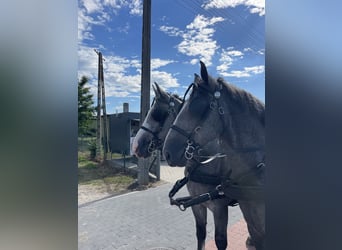 Schweres Warmblut, Wałach, 4 lat, 165 cm, Siwa