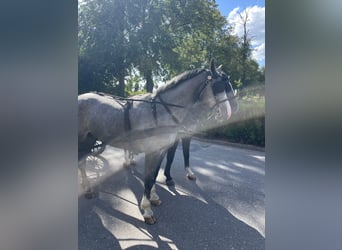 Schweres Warmblut, Wałach, 4 lat, 165 cm, Siwa