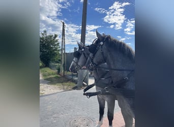 Schweres Warmblut, Wałach, 4 lat, 165 cm, Siwa