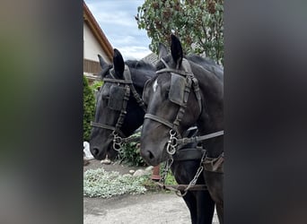 Schweres Warmblut, Wałach, 4 lat, 170 cm, Kara