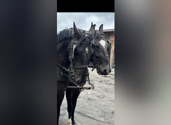 Schweres Warmblut, Wałach, 4 lat, 170 cm, Kara